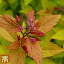 Spiraea Betulifolia 'Pink Sparkler' 8 Spiraea Betulifolia 'Pink Sparkler' -Cheap Tree Foliage Store spir pi