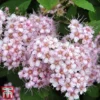 Spiraea Betulifolia 'Pink Sparkler' -Cheap Tree Foliage Store spir pink