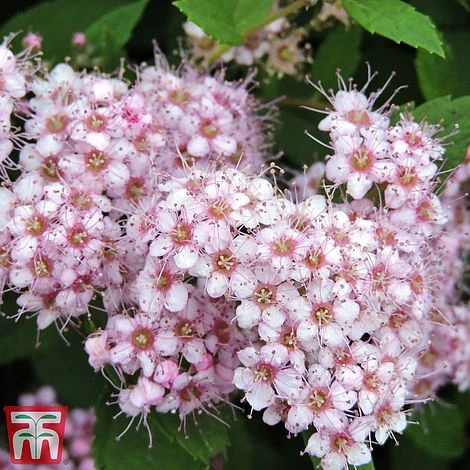 Spiraea Betulifolia 'Pink Sparkler' 3 Spiraea Betulifolia 'Pink Sparkler'