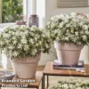 Azalea 'Starstyle White' -Cheap Tree Foliage Store starwhite5