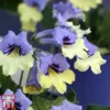 Streptocarpus 'Harlequin Blue' -Cheap Tree Foliage Store strep2