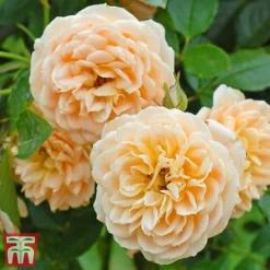 Rose 'Sweetie' (Patio Rose Standard) -Cheap Tree Foliage Store sweet31