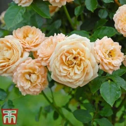 Rose 'Sweetie' (Patio Rose Standard) -Cheap Tree Foliage Store sweet4