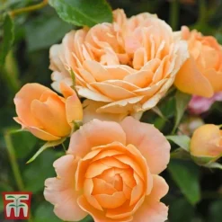 Rose 'Sweetie' (Patio Rose Standard) -Cheap Tree Foliage Store sweet5