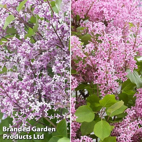 Syringa Flowerfesta® Duo 4 Syringa Flowerfesta® Duo - Image 2
