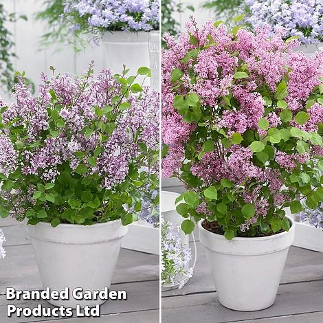 Syringa Flowerfesta® Duo 3 Syringa Flowerfesta® Duo