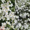 White Hanging Basket Duo -Cheap Tree Foliage Store t15787 AD8301AA C3D1 F393 6607E2599FF7C7FD