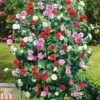 Camellia 'Tricolour' 2 Camellia 'Tricolour' -Cheap Tree Foliage Store t44757 AD592226 AC66 819D 7F62219F9B725BCA