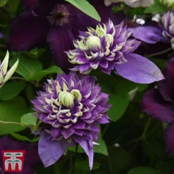 Clematis Florida 'Taiga' -Cheap Tree Foliage Store taig4