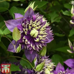 Clematis Florida 'Taiga' -Cheap Tree Foliage Store taiga