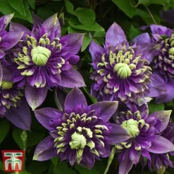 Clematis Florida 'Taiga' -Cheap Tree Foliage Store taiga3