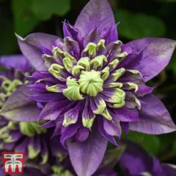 Clematis Florida 'Taiga' -Cheap Tree Foliage Store taiga5