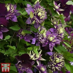 Clematis Florida 'Taiga' -Cheap Tree Foliage Store taiga6