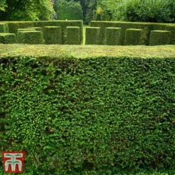 Taxus Baccata -Cheap Tree Foliage Store taxu baca4