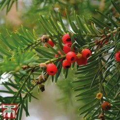 Taxus Baccata -Cheap Tree Foliage Store taxu baca5