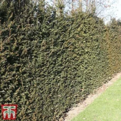 Taxus Baccata -Cheap Tree Foliage Store taxu baca6