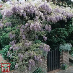 Wisteria Sinensis -Cheap Tree Foliage Store tmw