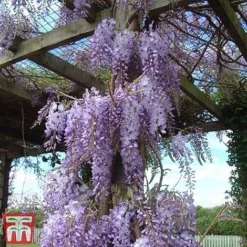 Wisteria Sinensis -Cheap Tree Foliage Store tmw2