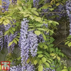 Wisteria Sinensis -Cheap Tree Foliage Store tmw6
