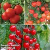 Tomato Collection -Cheap Tree Foliage Store tom coll1