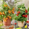 Tomato Windowsill Collection -Cheap Tree Foliage Store tom duo