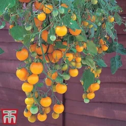 Tomato Collection -Cheap Tree Foliage Store tom211