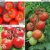 Tomato Gardeners Favourite Collection (Grafted) 2 Tomato Gardeners Favourite Collection (Grafted) -Cheap Tree Foliage Store toma gard