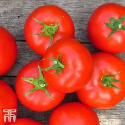 Tomato Gardeners Favourite Collection (Grafted) -Cheap Tree Foliage Store toma gard3