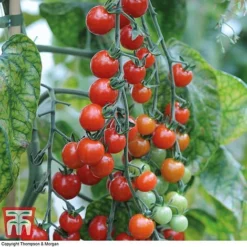 Tomato Trio Collection -Cheap Tree Foliage Store tomato sweet611