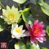 Water Lily Trio With A Pond Basket -Cheap Tree Foliage Store trio5