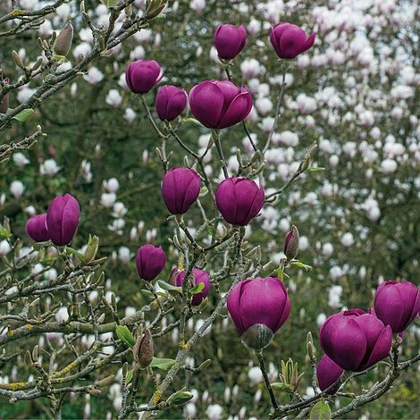 Magnolia 'Black Tulip' 4 Magnolia 'Black Tulip' - Image 2