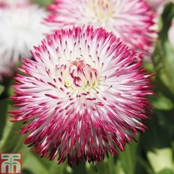 Ultimate Winter Bedding Collection 10 Ultimate Winter Bedding Collection -Cheap Tree Foliage Store ult col WKC1594 C1