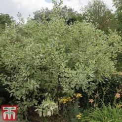 Cornus Controversa 'Variegata' -Cheap Tree Foliage Store var2