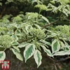 Cornus Controversa 'Variegata' -Cheap Tree Foliage Store vari