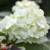Viburnum Plicatum F. Tomentosum -Cheap Tree Foliage Store vibu grand