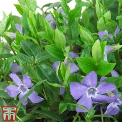 Vinca Minor 'Illumination' 7 Vinca Minor 'Illumination' -Cheap Tree Foliage Store vinca2