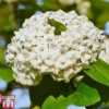 Viburnum X Carlcephalum
