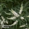 Vitex Agnus-castus 'Albus' -Cheap Tree Foliage Store vite agca