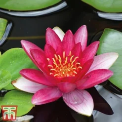 Water Lily Trio With A Pond Basket 9 Water Lily Trio With A Pond Basket -Cheap Tree Foliage Store water red4