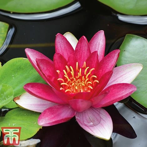 Water Lily Trio With A Pond Basket 6 Water Lily Trio With A Pond Basket - Image 4