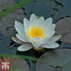 Water Lily White With A Pond Basket -Cheap Tree Foliage Store water white22