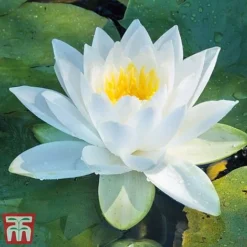 Water Lily White With A Pond Basket -Cheap Tree Foliage Store water white3