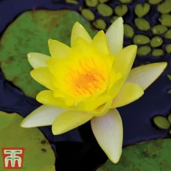 Water Lily Trio With A Pond Basket 8 Water Lily Trio With A Pond Basket -Cheap Tree Foliage Store water yellow3