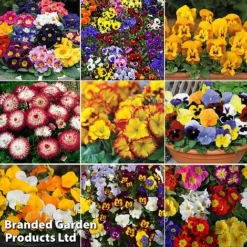 Winter Colour Collection