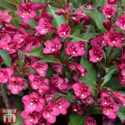 Weigela 'Towers Of Flowers'® Duo -Cheap Tree Foliage Store weig ch2