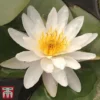 Water Lily White With A Pond Basket -Cheap Tree Foliage Store white5