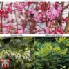 Winter Shrub Collection -Cheap Tree Foliage Store winter shrub coll