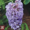 Wisteria Sinensis 'Amethyst' -Cheap Tree Foliage Store wist ame