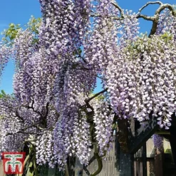 Wisteria Sinensis 'Prolific' -Cheap Tree Foliage Store wist2