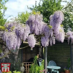 Wisteria Sinensis 'Prolific' -Cheap Tree Foliage Store wist3